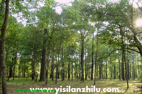 forest1.jpg
