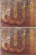 蜜蜂窝.jpg